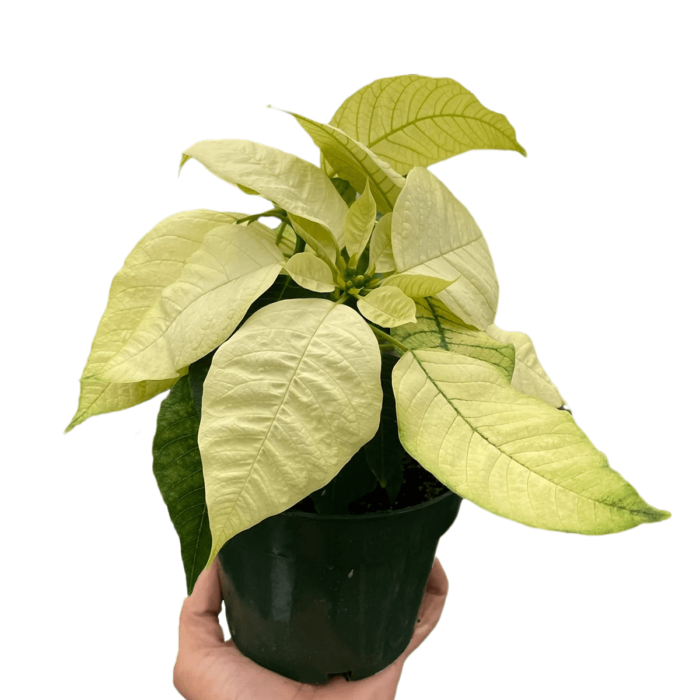 Poinsettia White plants for sale | house plant sale | Forget Me Not Flower Market online plant shop | online nurseries near to me