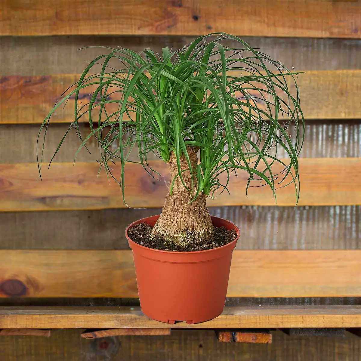 Pony Tail, House Plants for Sale | Best Indoor Plants | Forget Me Not Flower Market | Bonita Springs Flower Market | Cape Coral, Fort Myers, Naples | Indoor Plants, Outdoor Plants, Garden Plants, Flower plants Nursery, Wholesale Flowers and more