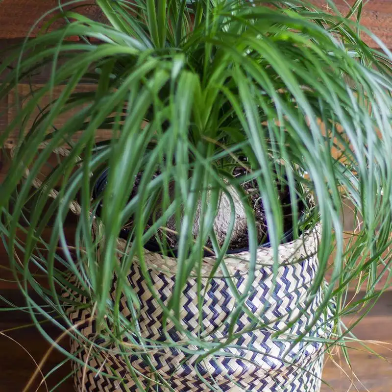 Pony Tail, House Plants for Sale | Best Indoor Plants | Forget Me Not Flower Market | Bonita Springs Flower Market | Cape Coral, Fort Myers, Naples | Indoor Plants, Outdoor Plants, Garden Plants, Flower plants Nursery, Wholesale Flowers and more