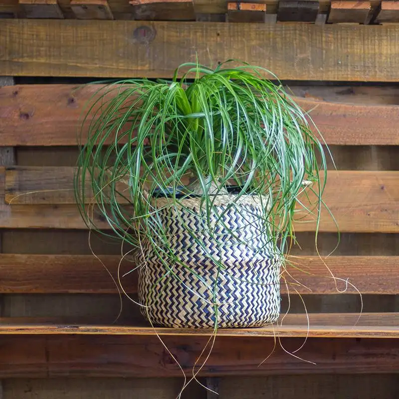 Pony Tail, House Plants for Sale | Best Indoor Plants | Forget Me Not Flower Market | Bonita Springs Flower Market | Cape Coral, Fort Myers, Naples | Indoor Plants, Outdoor Plants, Garden Plants, Flower plants Nursery, Wholesale Flowers and more