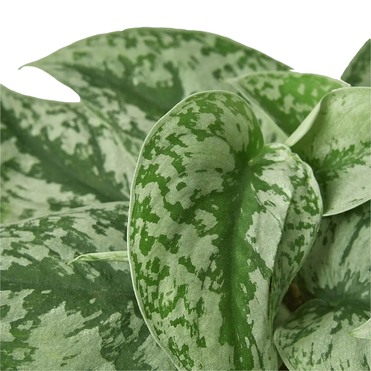 scindapsus pictus exotica plant for sale; also knows as Satin Pothos, Silk Pothos, Silver Philodendron, Silver Vine, Scindapsus Exotica | house plant sale | Forget Me Not Flower Market online plant shop | online nurseries near to me
