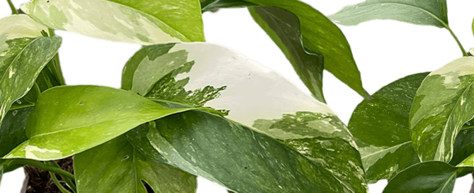 image of epipremnum pinnatum albo variegata care | house plant sale | Forget Me Not Flower Market online plant shop | online nurseries near to me