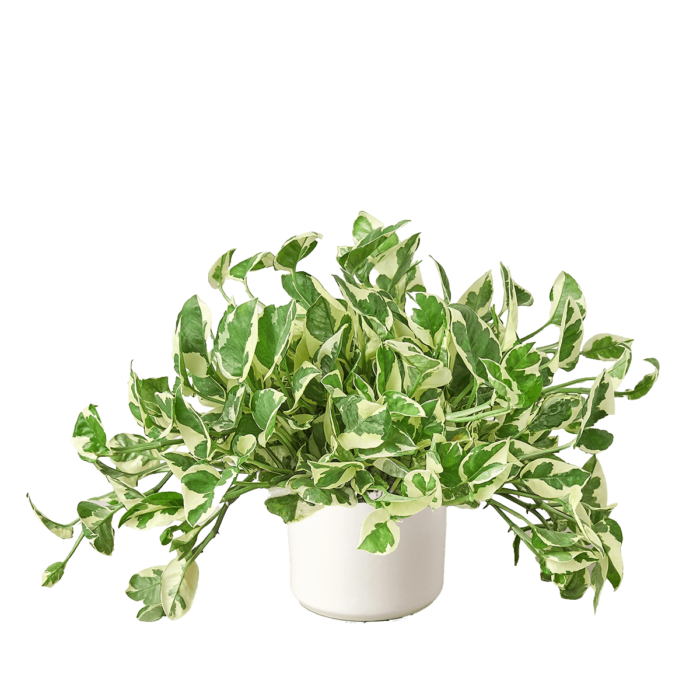 Pothos njoy - plants for Sale | Houseplant Sale | Best Indoor Plants | Forget Me Not Flower Market Online plant Shop | Online nurseries near to me