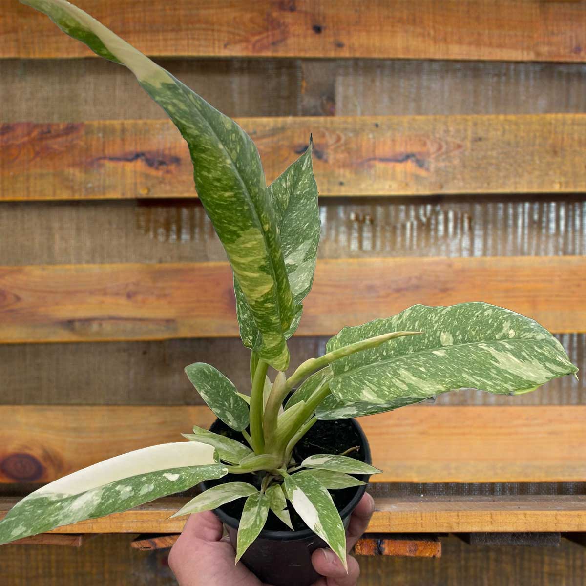 philodendron ring of fire variegated - best online plant nursery | houseplantsale.com - houseplants for sale online | best indoor plants | forget me not flower market