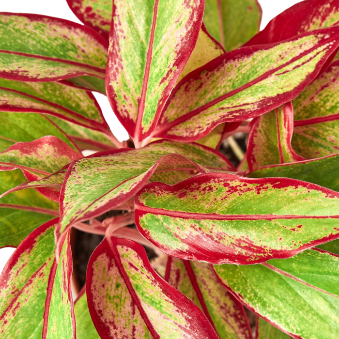 Red Aglaonema Siam Aurora Chinese Evergreen House Plants for Sale - 6in Nursery Pot, Detail Photo | Best Indoor Plants & Houseplant Sale | Forget Me Not Flower Market