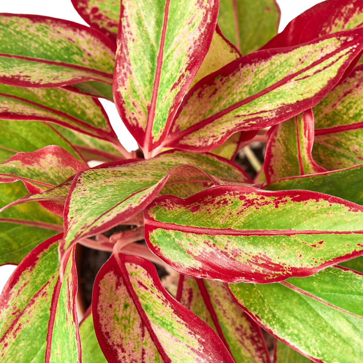 Red Aglaonema Siam Aurora Chinese Evergreen House Plants for Sale - 6in Nursery Pot, Detail Photo | Best Indoor Plants & Houseplant Sale | Forget Me Not Flower Market