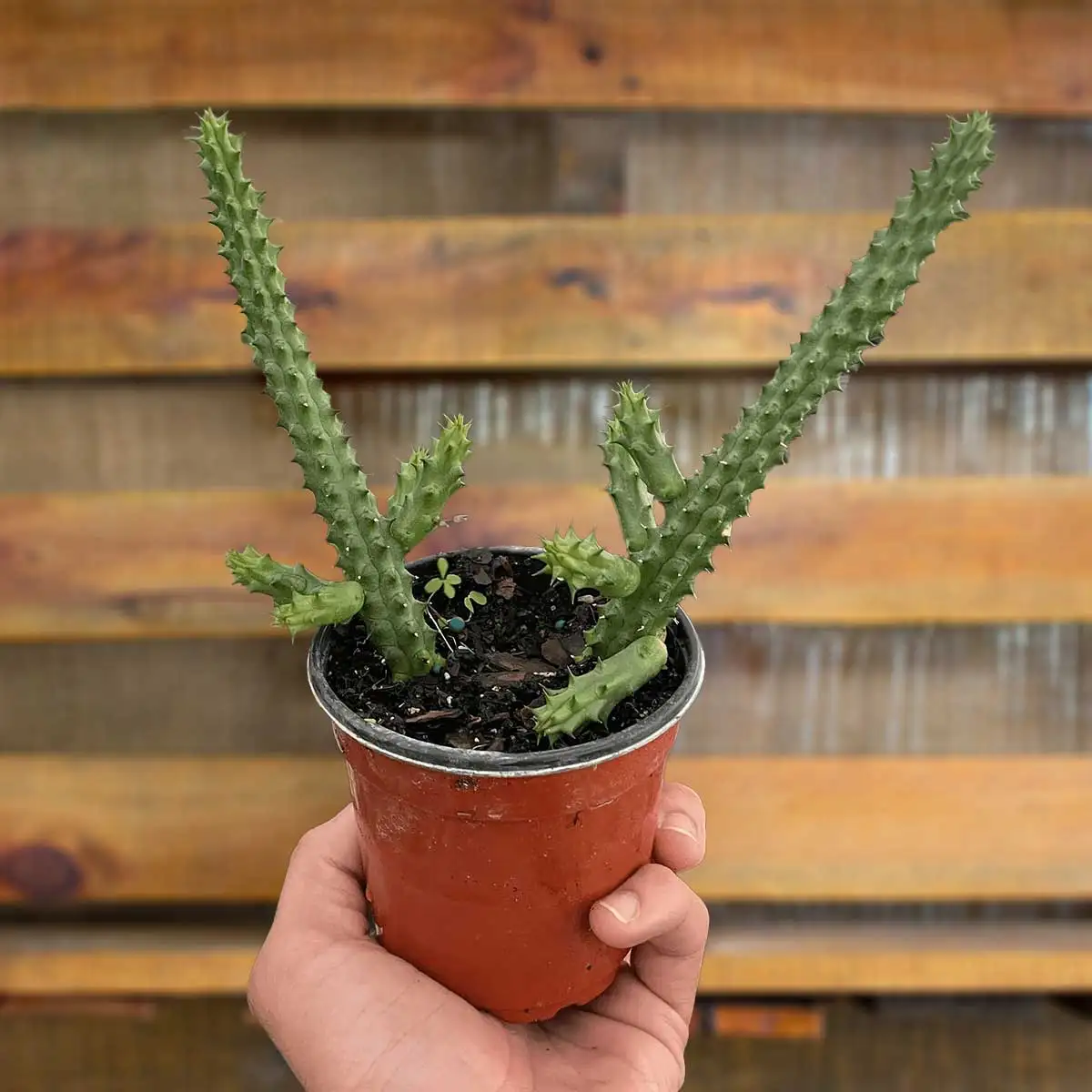 image of red dragon flower huernia schneideriana plant for sale online | best online plant nursery | houseplantsale.com - houseplants for sale online | best indoor plants | forget me not flower market
