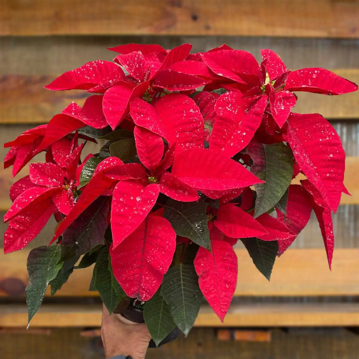 Red Poinsettia Plant for Sale | house plant sale | Forget Me Not Flower Market online plant shop | online nurseries near to me