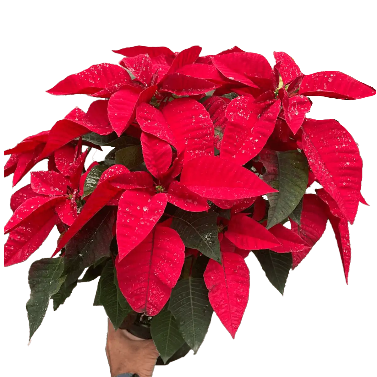 Red Poinsettia Plant for Sale | house plant sale | Forget Me Not Flower Market online plant shop | online nurseries near to me