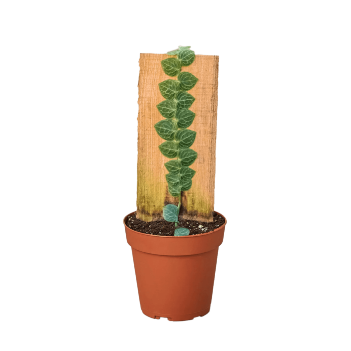 rhaphidophora cryptantha plant for sale online | best online plant nursery | houseplantsale.com - houseplants for sale online | best indoor plants | forget me not flower market