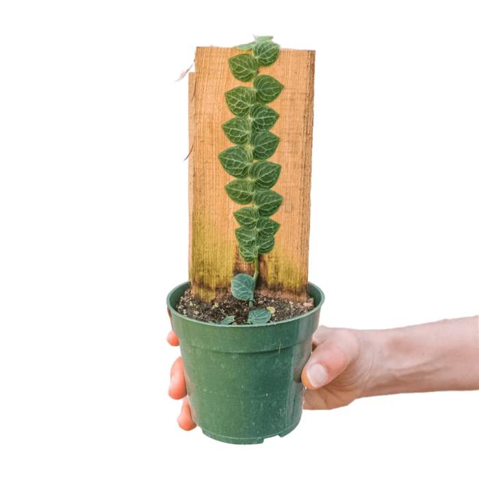 rhaphidophora cryptantha plant for sale online | best online plant nursery | houseplantsale.com - houseplants for sale online | best indoor plants | forget me not flower market