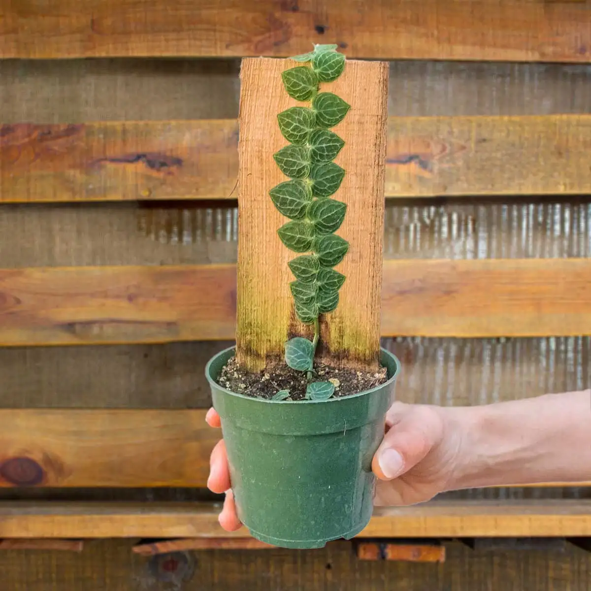 rhaphidophora cryptantha plant for sale online | best online plant nursery | houseplantsale.com - houseplants for sale online | best indoor plants | forget me not flower market
