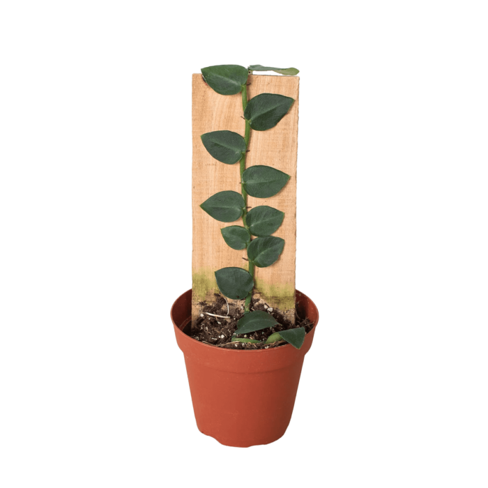 rhaphidophora hayi plant for sale online | best online plant nursery | houseplantsale.com - houseplants for sale online | best indoor plants | forget me not flower market