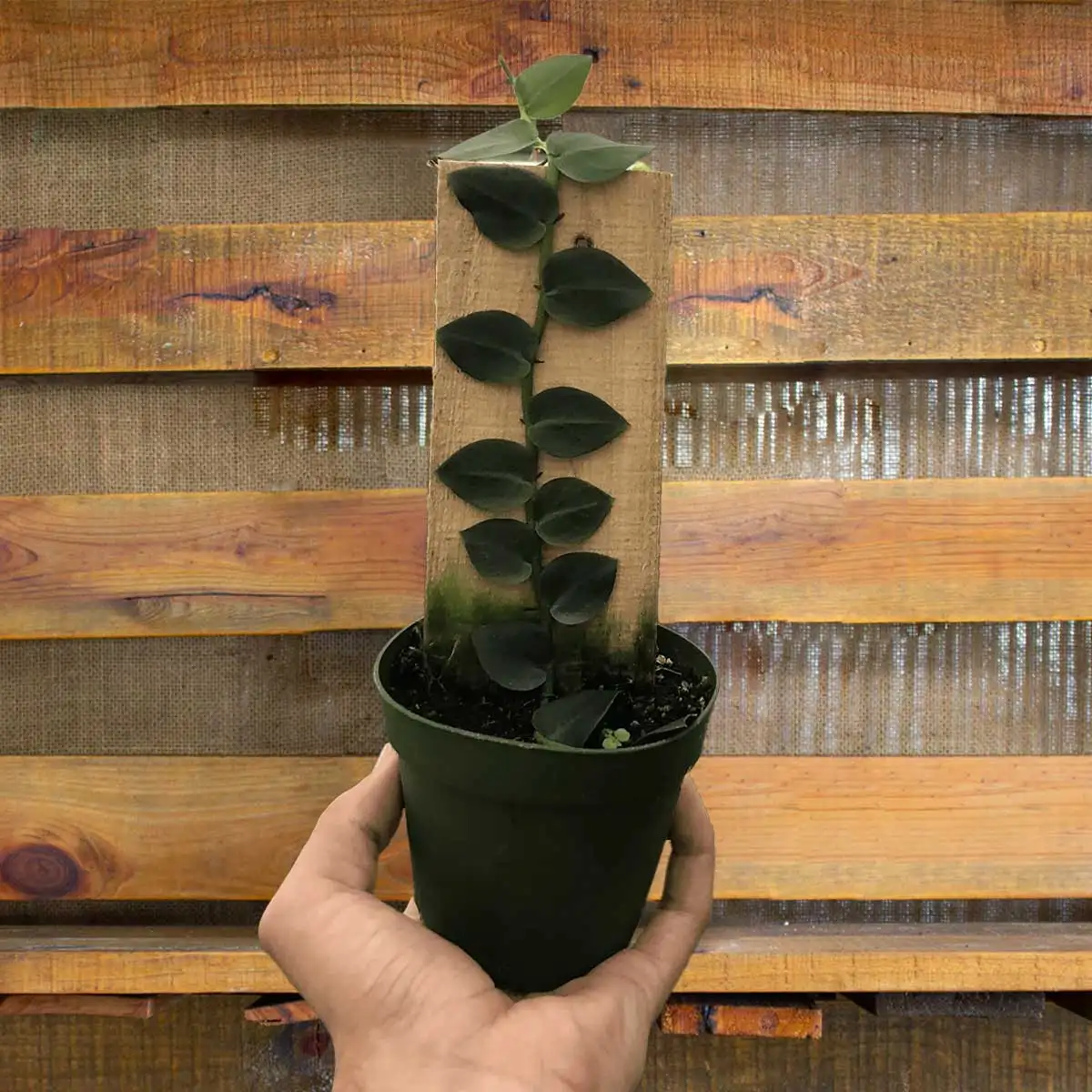 rhaphidophora hayi plant for sale online | best online plant nursery | houseplantsale.com - houseplants for sale online | best indoor plants | forget me not flower market