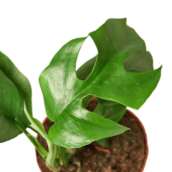 rhaphidophora-tetrasperm plants for gifts | best online plant nursery | houseplantsale.com - houseplants for sale online | best indoor plants | forget me not flower market