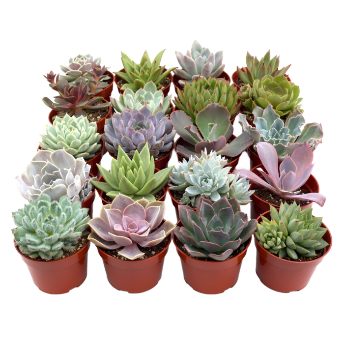 bulk succulents assorted variety 20 - pack House Plants for Sale - 4in Nursery Pot | Best Indoor Plants & Houseplant Sale | Forget Me Not Flower Market