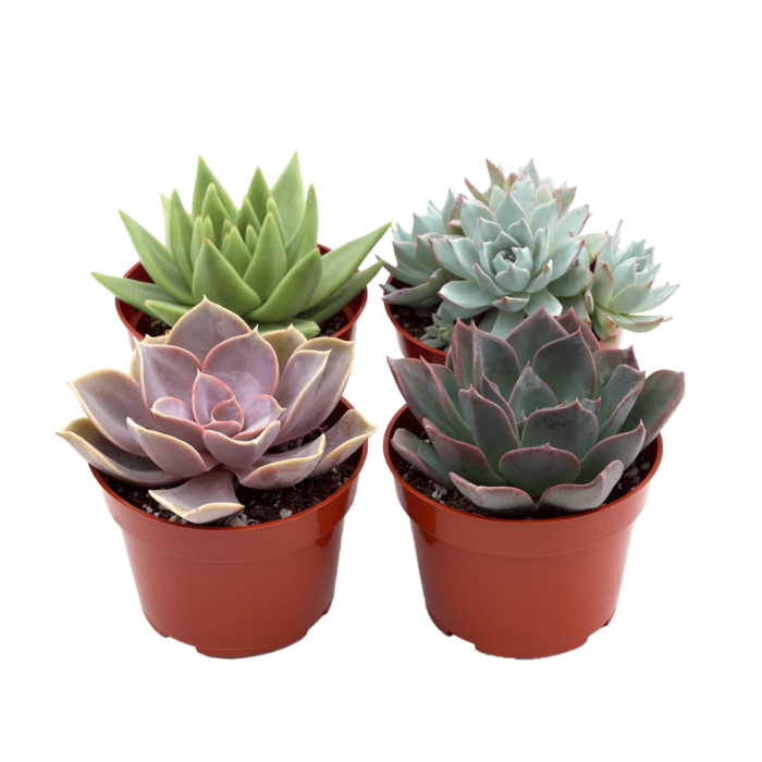bulk succulents assorted variety 4 - pack House Plants for Sale - 4in Nursery Pot | Best Indoor Plants & Houseplant Sale | Forget Me Not Flower Market