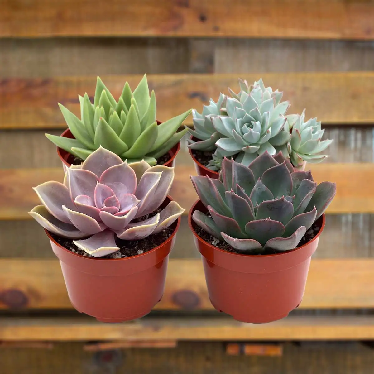 bulk succulents assorted variety 4 - pack House Plants for Sale - 4in Nursery Pot | Best Indoor Plants & Houseplant Sale | Forget Me Not Flower Market