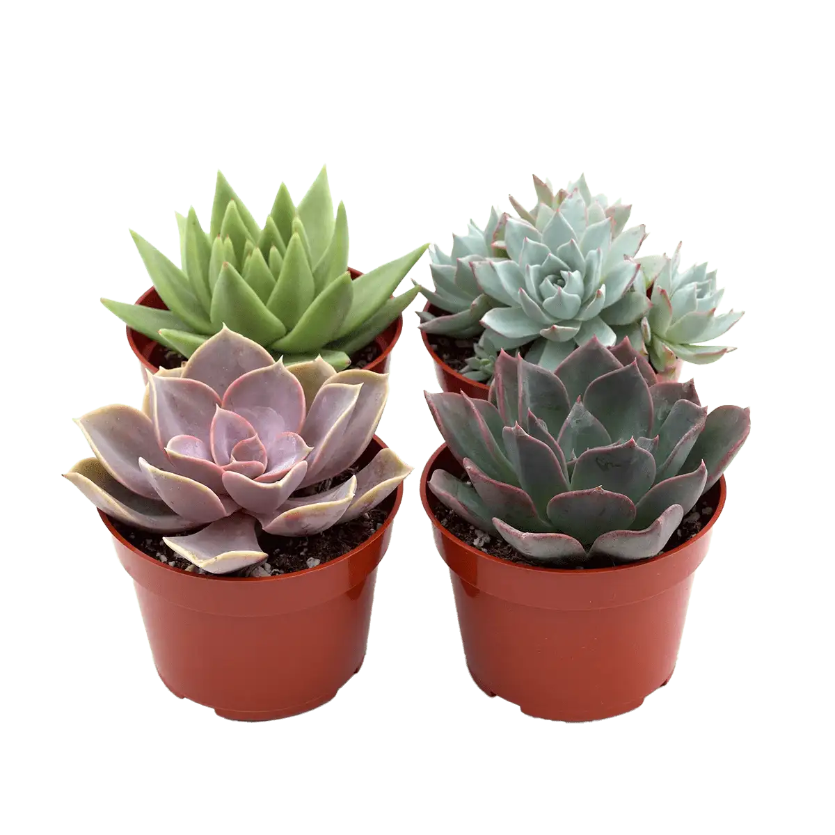 bulk succulents assorted variety 4 - pack House Plants for Sale - 4in Nursery Pot | Best Indoor Plants & Houseplant Sale | Forget Me Not Flower Market