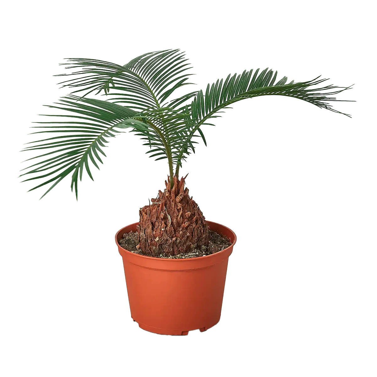 Sago palm House Plants for Sale | Best Indoor Plants & Houseplant Sale | Forget Me Not Flower Market