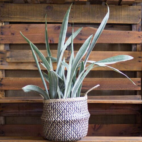 Sansevieria Sayuri, House Plants for Sale | Best Indoor Plants | Forget Me Not Flower Market | Bonita Springs Flower Market | Cape Coral, Fort Myers, Naples | Indoor Plants, Outdoor Plants, Garden Plants, Flower plants Nursery, Wholesale Flowers and more