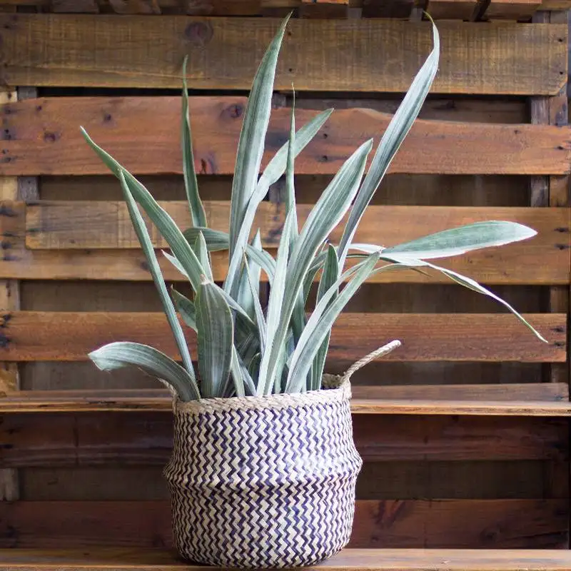 Sansevieria Sayuri, House Plants for Sale | Best Indoor Plants | Forget Me Not Flower Market | Bonita Springs Flower Market | Cape Coral, Fort Myers, Naples | Indoor Plants, Outdoor Plants, Garden Plants, Flower plants Nursery, Wholesale Flowers and more