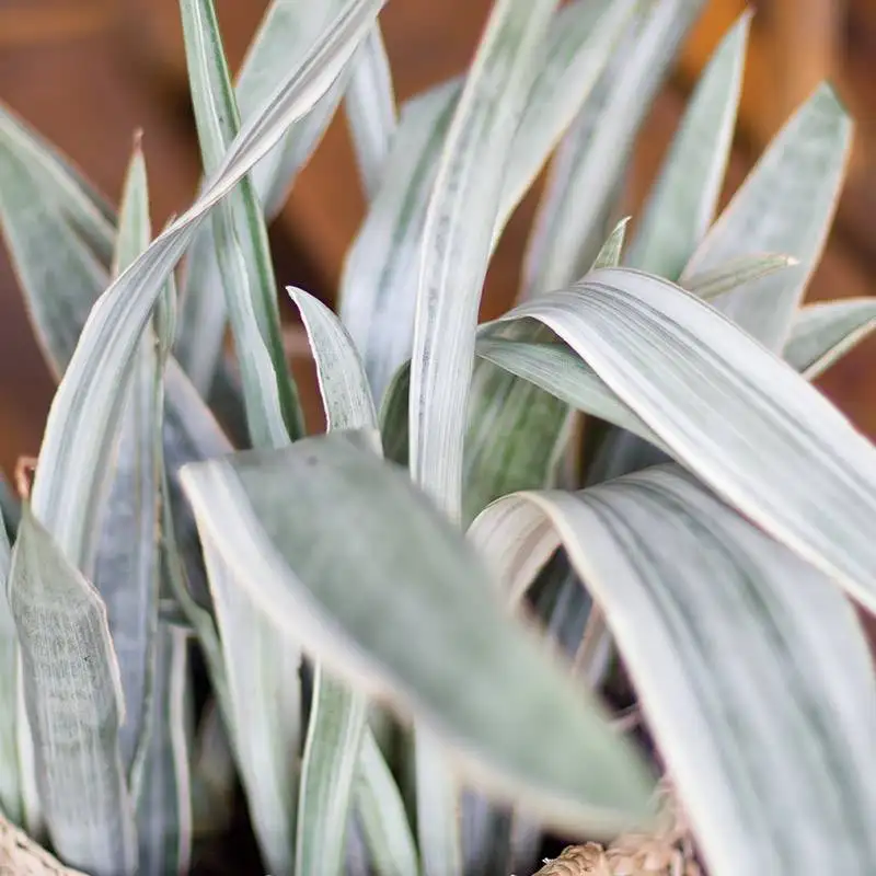 Sansevieria Sayuri, House Plants for Sale | Best Indoor Plants | Forget Me Not Flower Market | Bonita Springs Flower Market | Cape Coral, Fort Myers, Naples | Indoor Plants, Outdoor Plants, Garden Plants, Flower plants Nursery, Wholesale Flowers and more