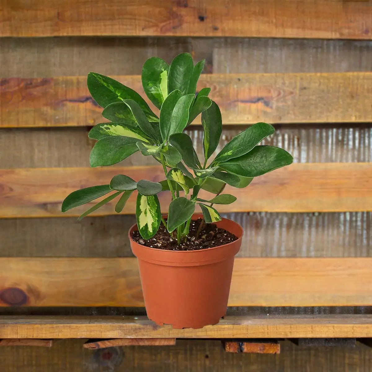 schefflera arboricola variegated umbrella - plants for sale | house plant sale | Forget Me Not Flower Market online plant shop | online nurseries near to me