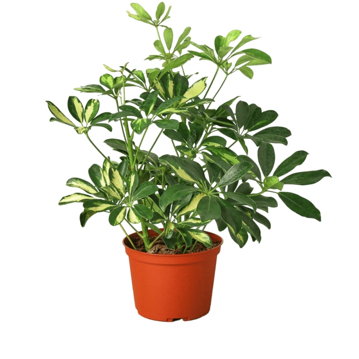 schefflera arboricola variegated umbrella - plants for sale | house plant sale | Forget Me Not Flower Market online plant shop | online nurseries near to me