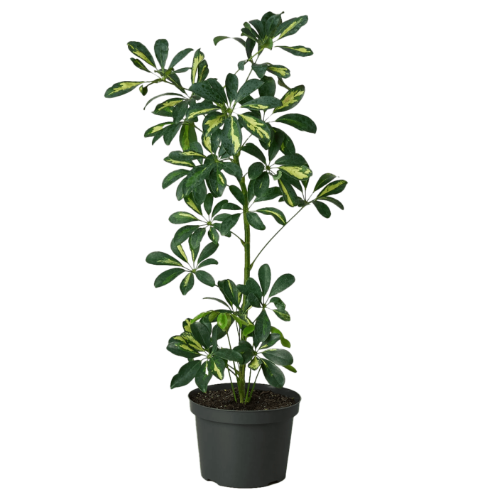 schefflera arboricola variegated umbrella - plants for sale | house plant sale | Forget Me Not Flower Market online plant shop | online nurseries near to me
