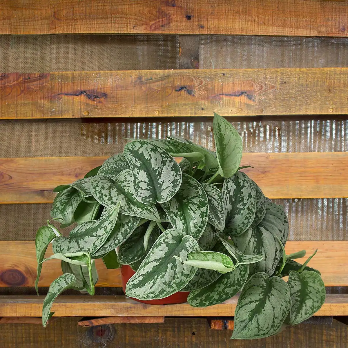 scindapsus pictus exotica plant for sale; also knows as Satin Pothos, Silk Pothos, Silver Philodendron, Silver Vine, Scindapsus Exotica | house plant sale | Forget Me Not Flower Market online plant shop | online nurseries near to me