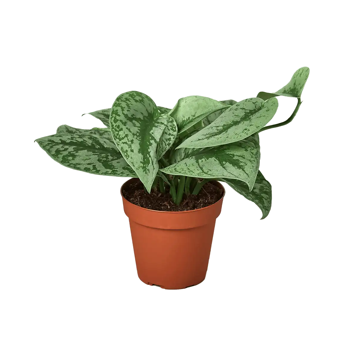 scindapsus pictus exotica plant for sale; also knows as Satin Pothos, Silk Pothos, Silver Philodendron, Silver Vine, Scindapsus Exotica | house plant sale | Forget Me Not Flower Market online plant shop | online nurseries near to me