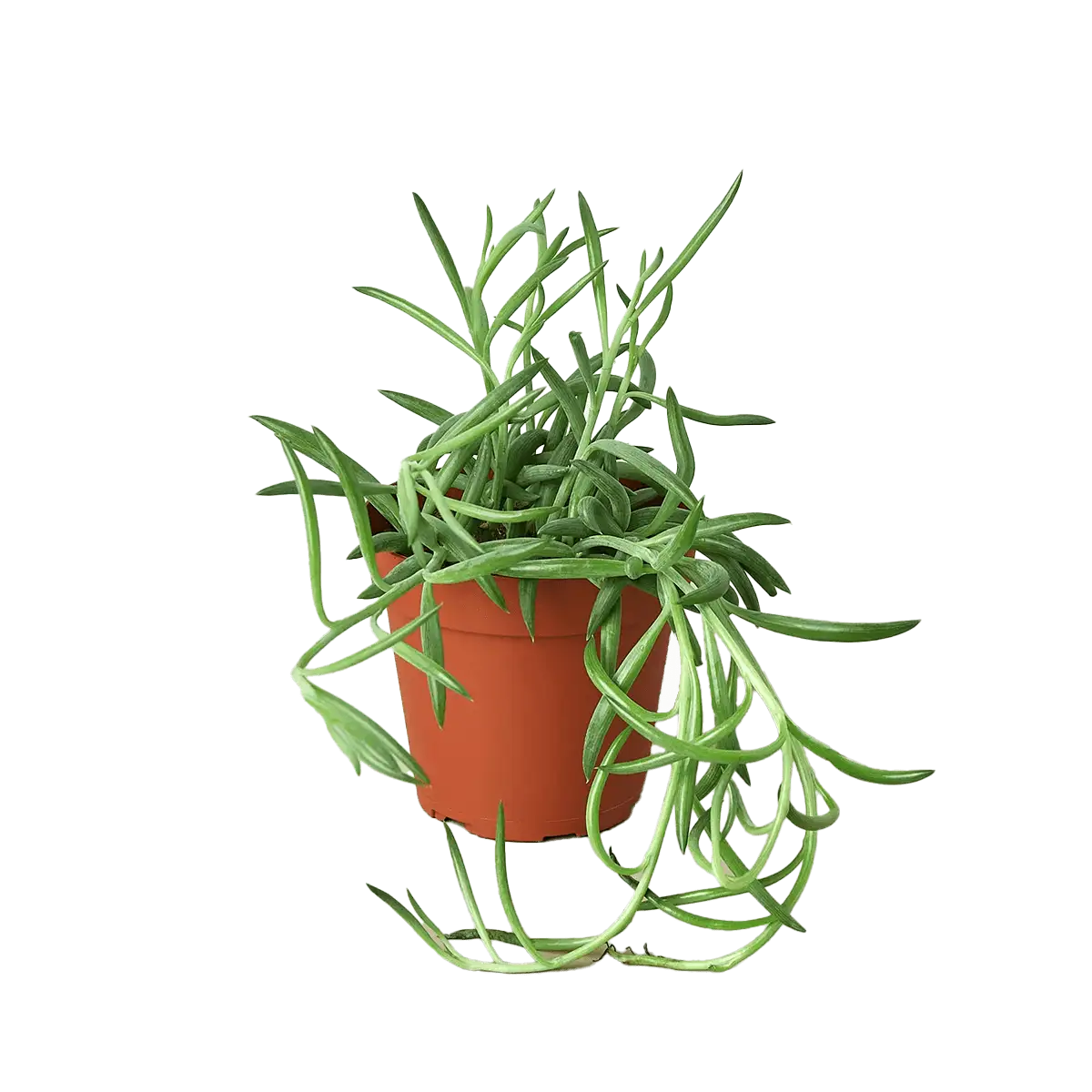 senecio succulent fish hooks plant for sale | Forget Me Not Flower Market online plant shop | online nurseries near to me - great for plant lovers gifts