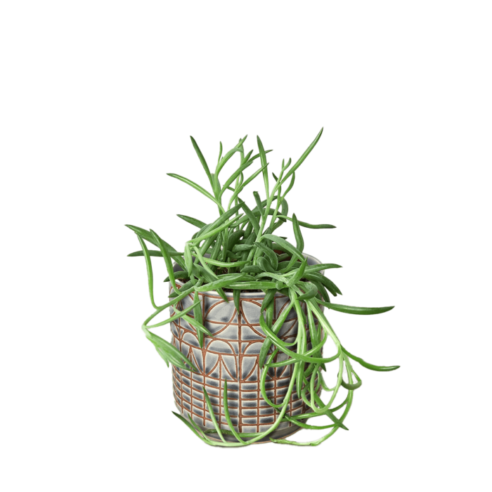 senecio succulent fish hooks plant for sale | Forget Me Not Flower Market online plant shop | online nurseries near to me - great for plant lovers gifts