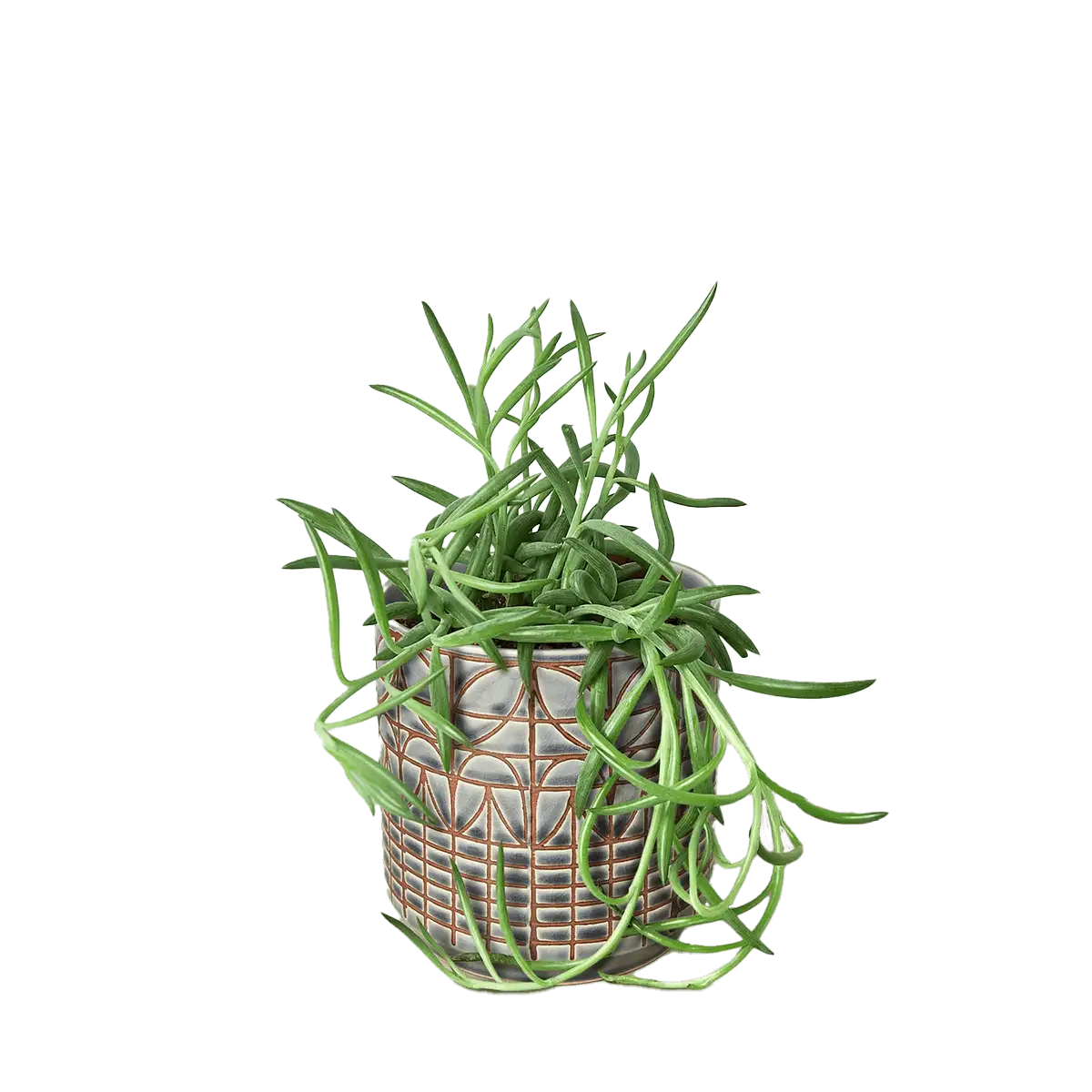 senecio succulent fish hooks plant for sale | Forget Me Not Flower Market online plant shop | online nurseries near to me - great for plant lovers gifts