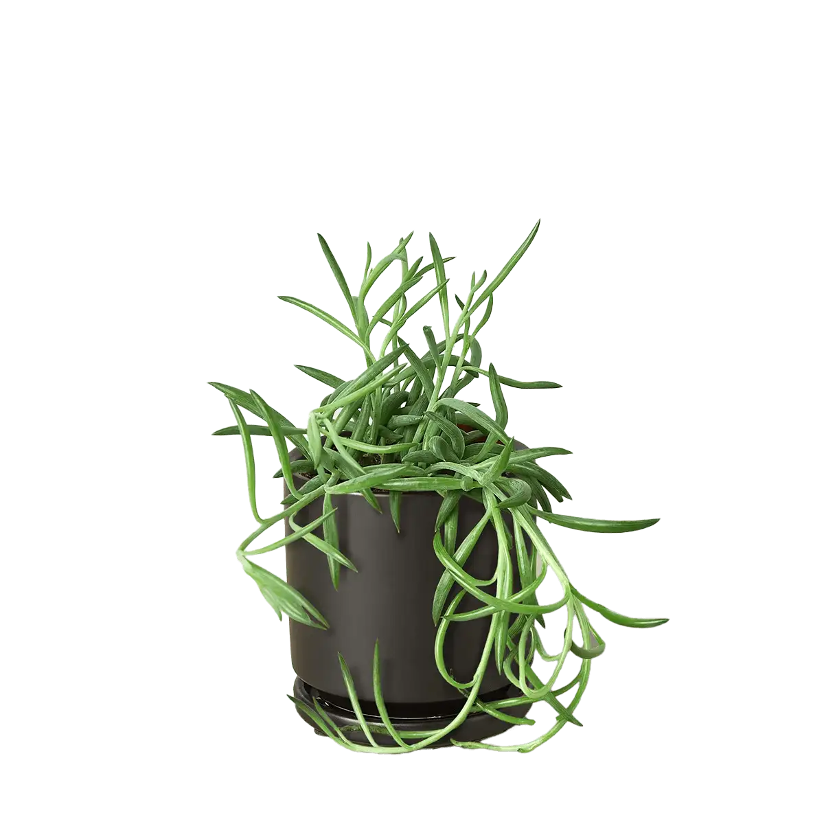 senecio succulent fish hooks plant for sale | Forget Me Not Flower Market online plant shop | online nurseries near to me - great for plant lovers gifts