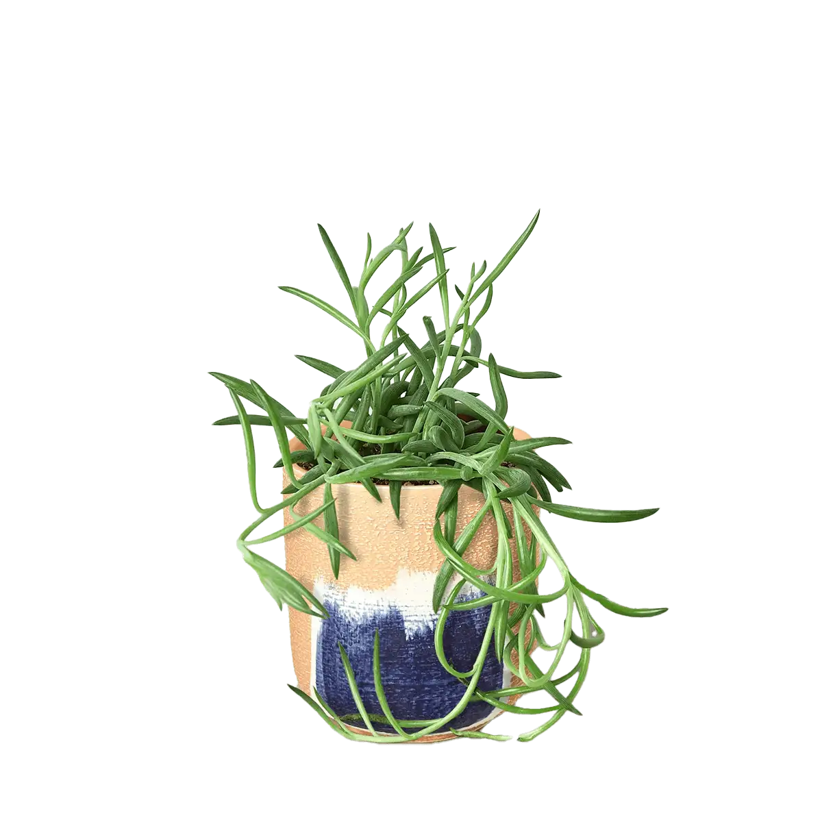 senecio succulent fish hooks plant for sale | Forget Me Not Flower Market online plant shop | online nurseries near to me - great for plant lovers gifts