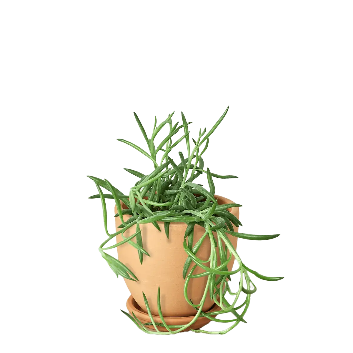 senecio succulent fish hooks plant for sale | Forget Me Not Flower Market online plant shop | online nurseries near to me - great for plant lovers gifts