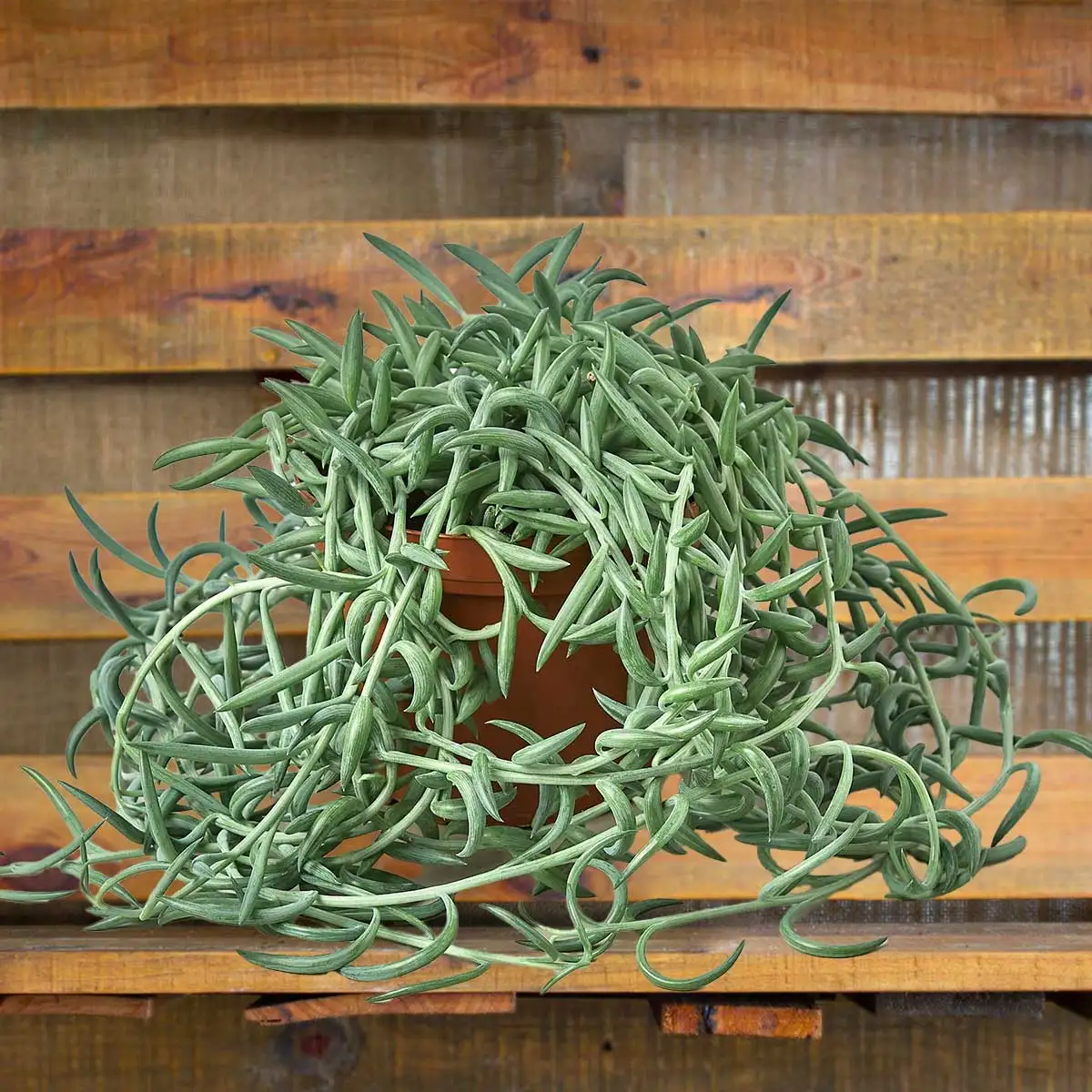 senecio succulent fish hooks plant for sale | Forget Me Not Flower Market online plant shop | online nurseries near to me - great for plant lovers gifts
