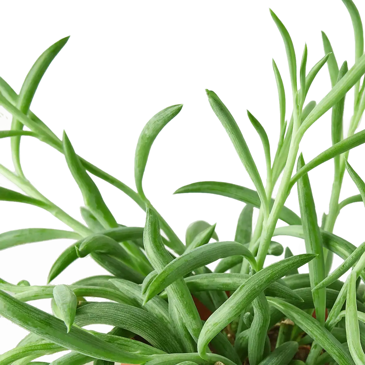 senecio succulent fish hooks plant for sale | Forget Me Not Flower Market online plant shop | online nurseries near to me - great for plant lovers gifts