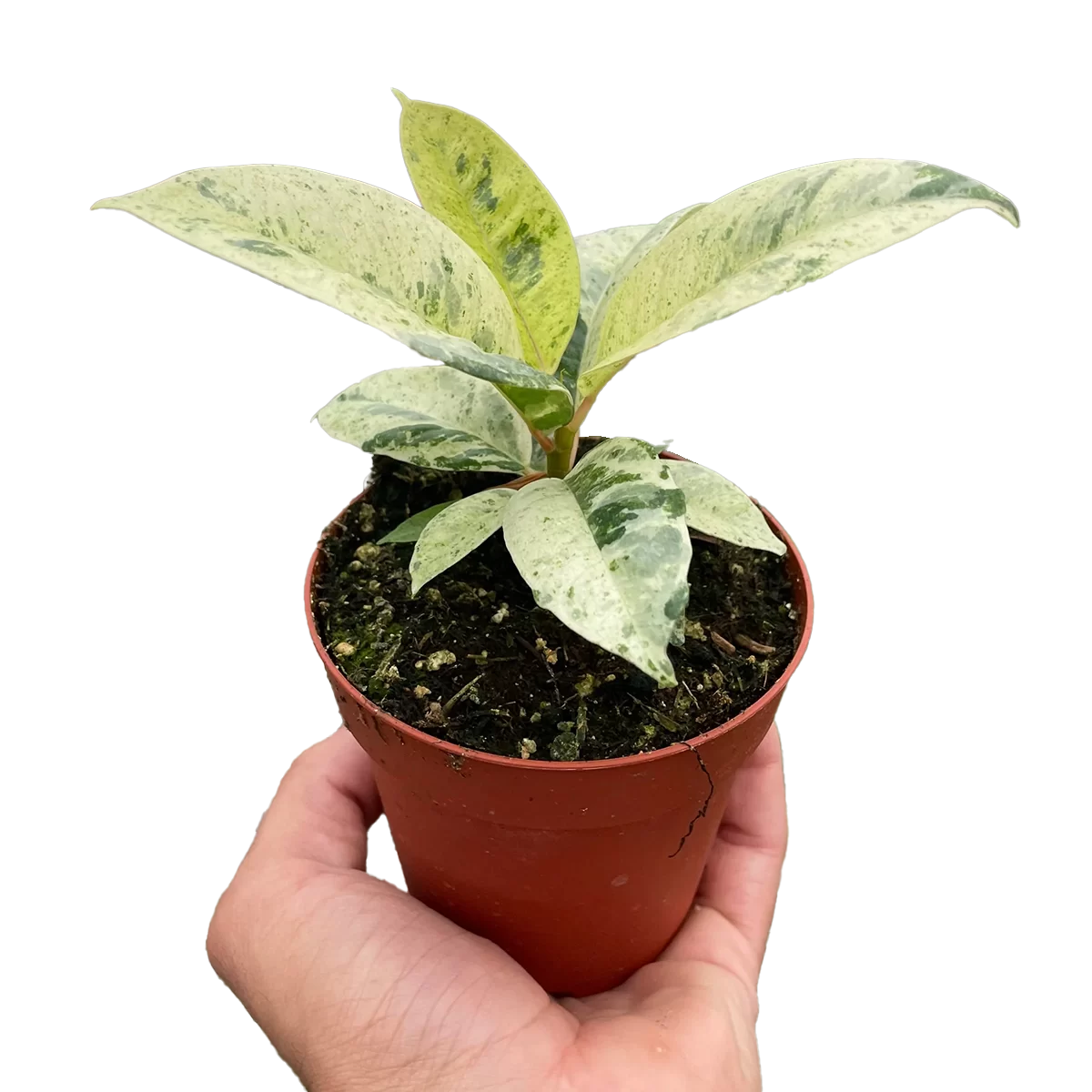 ficus shivereana moonshine - best online plant nursery | houseplantsale.com - houseplants for sale online | best indoor plants | forget me not flower market