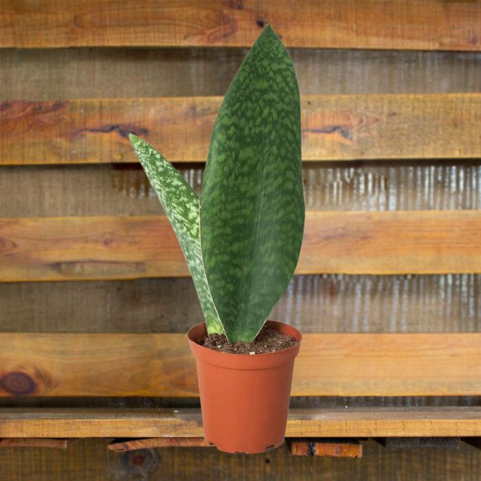 shark fin sanseveria masoniana snake plant for sale | best online plant nursery | houseplantsale.com - houseplants for sale online | best indoor plants | forget me not flower market