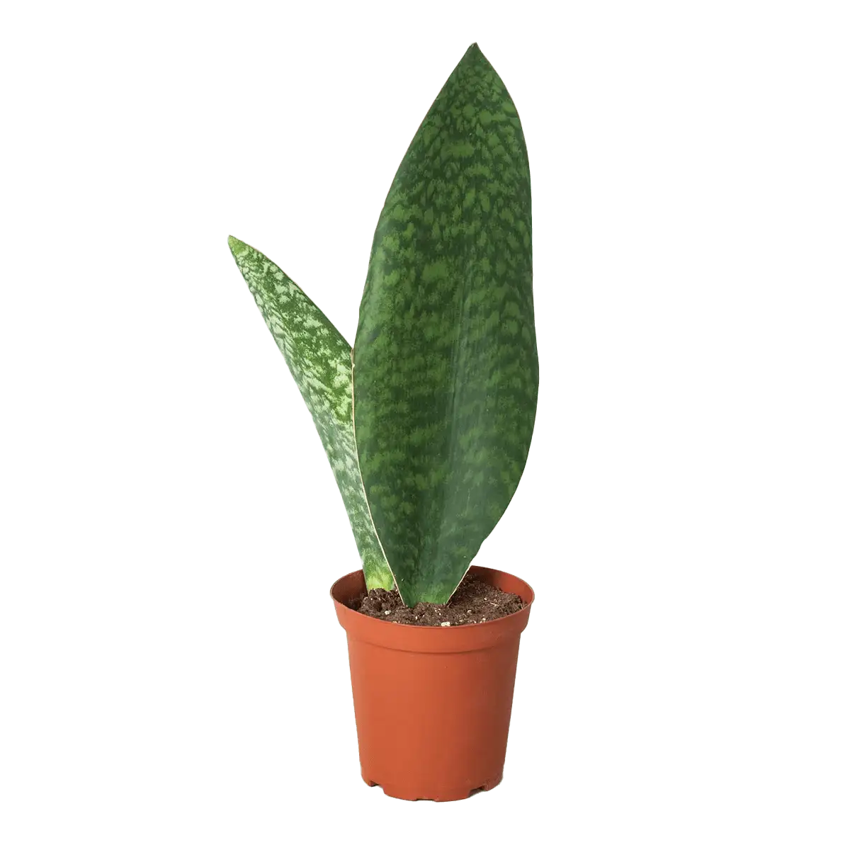 shark fin sanseveria masoniana snake plant for sale | best online plant nursery | houseplantsale.com - houseplants for sale online | best indoor plants | forget me not flower market