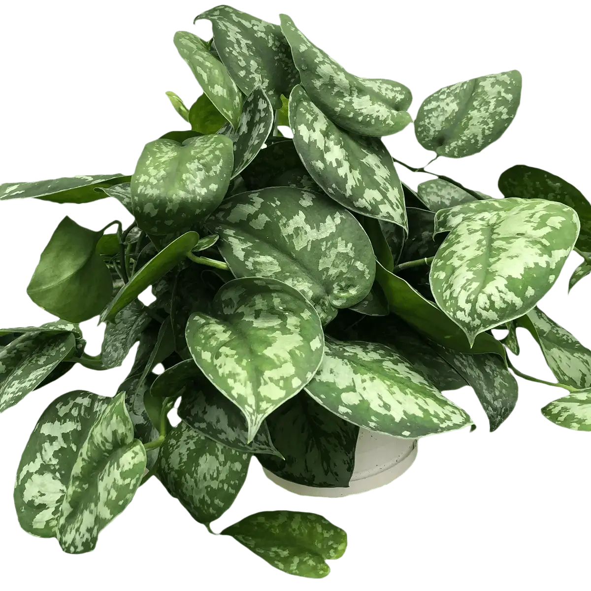 scindapsus pictus exotica plant for sale; also knows as Satin Pothos, Silk Pothos, Silver Philodendron, Silver Vine, Scindapsus Exotica | house plant sale | Forget Me Not Flower Market online plant shop | online nurseries near to me