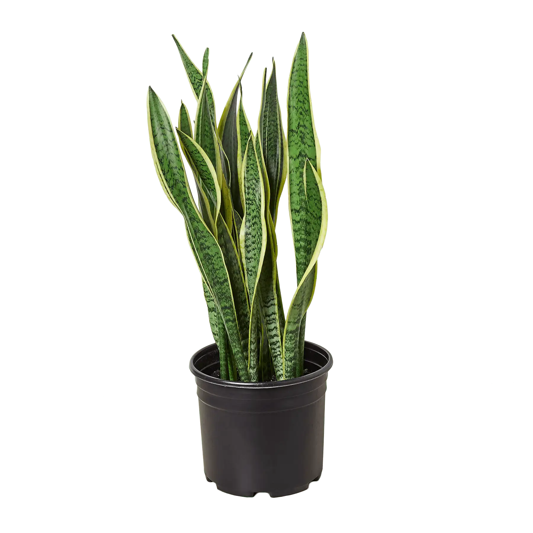 Snake Plant, Sansevieria Laurentii, House Plants for Sale | Best Indoor Plants | Forget Me Not Flower Market | plant gifts for plant lovers