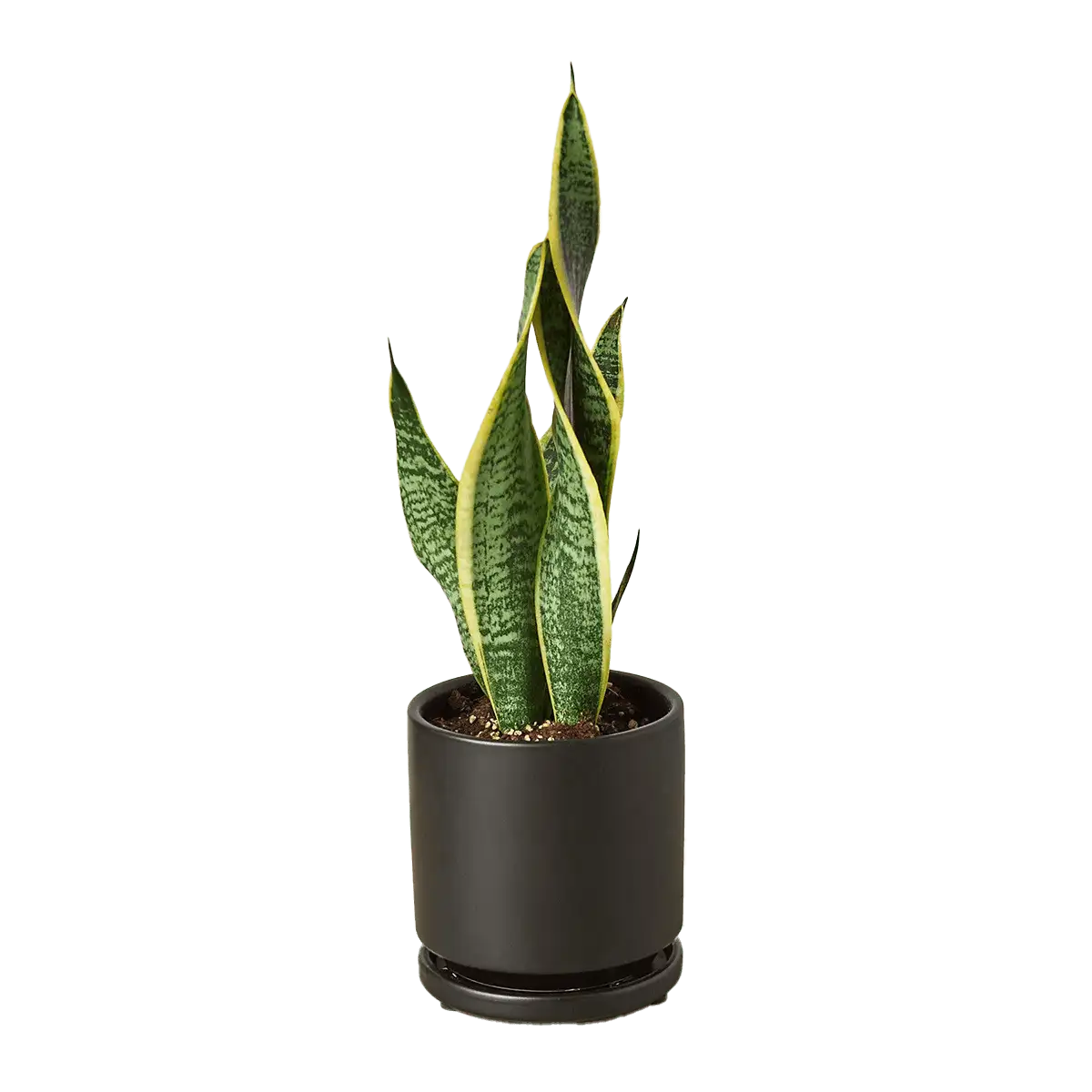 Snake Plant, Sansevieria Laurentii, House Plants for Sale | Best Indoor Plants | Forget Me Not Flower Market | plant gifts for plant lovers