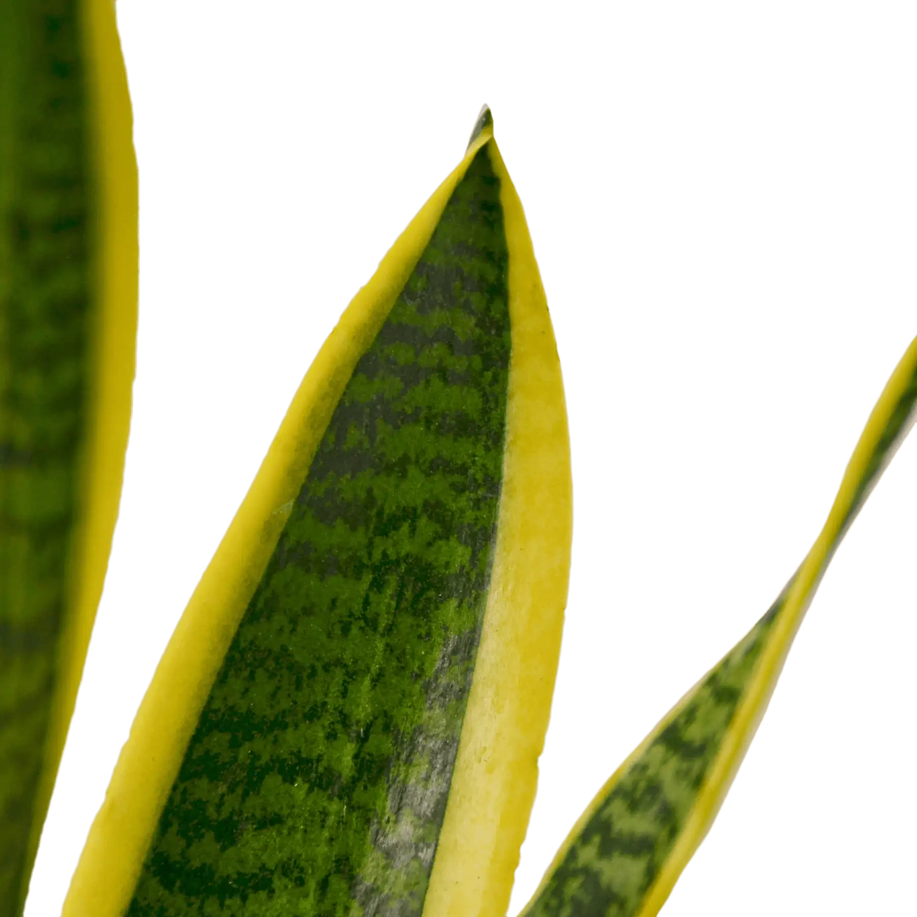 Snake Plant, Sansevieria Laurentii, House Plants for Sale | Best Indoor Plants | Forget Me Not Flower Market | plant gifts for plant lovers