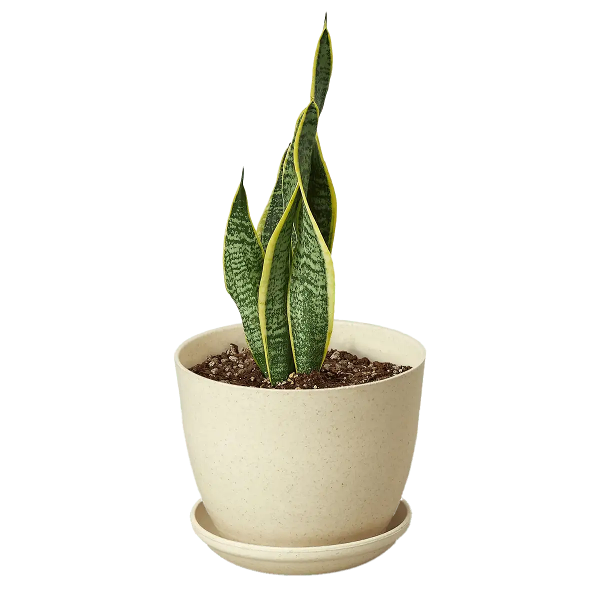 Snake Plant, Sansevieria Laurentii, House Plants for Sale | Best Indoor Plants | Forget Me Not Flower Market | plant gifts for plant lovers