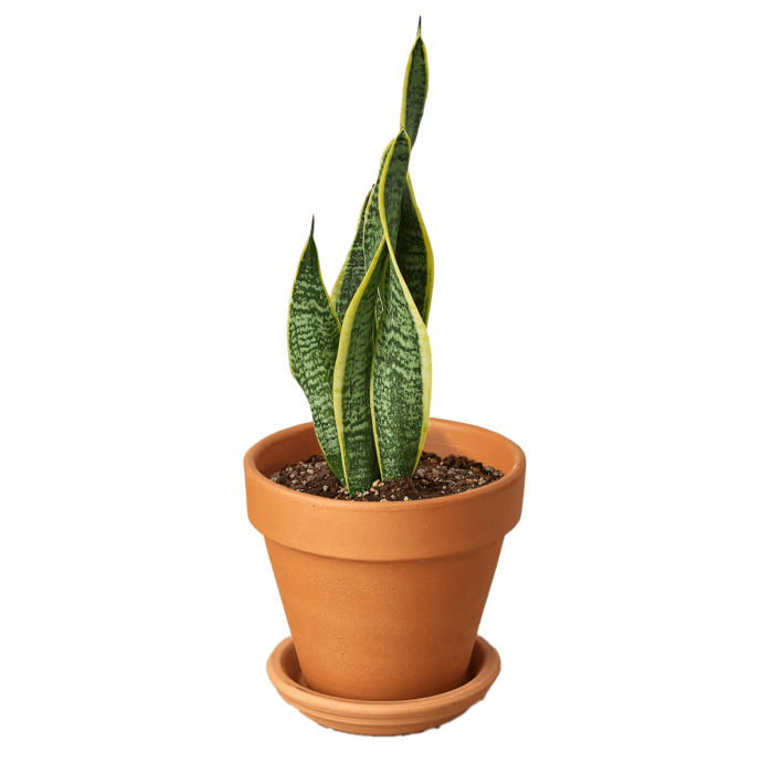Snake Plant, Sansevieria Laurentii, House Plants for Sale | Best Indoor Plants | Forget Me Not Flower Market | plant gifts for plant lovers