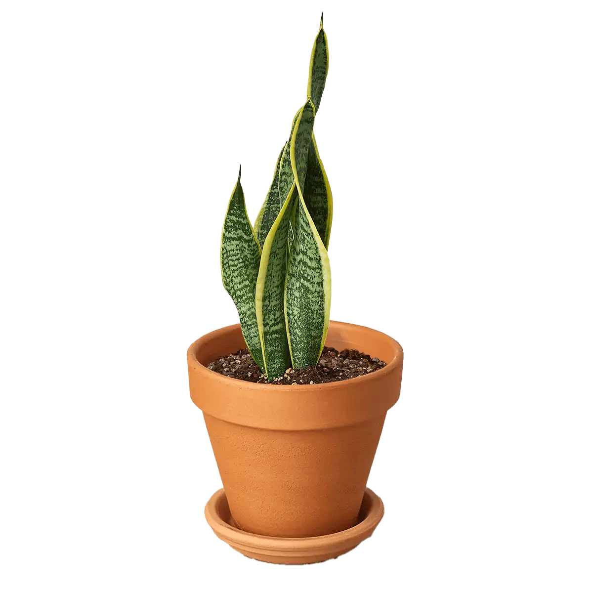 Snake Plant, Sansevieria Laurentii, House Plants for Sale | Best Indoor Plants | Forget Me Not Flower Market | plant gifts for plant lovers